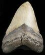 Megalodon Tooth - North Carolina #47424-1